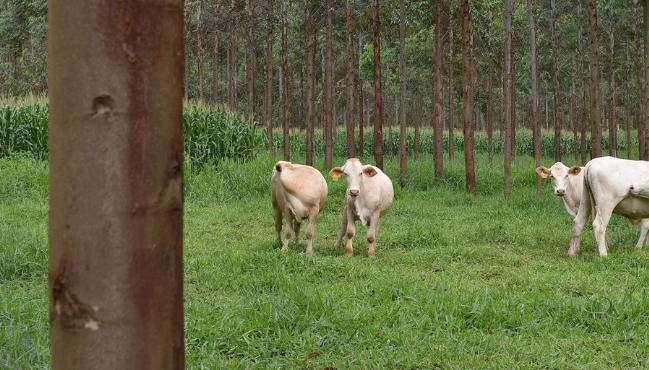 Animais ocupam área de pasto com árvores.