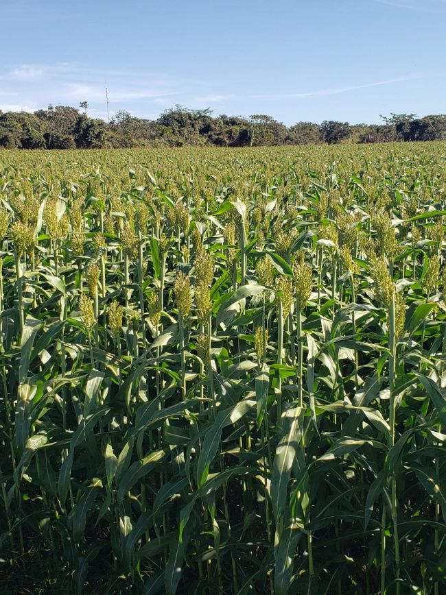 Produção de sorgo.
