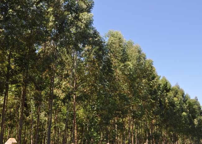 Planilha para cálculo de densidade arbórea
