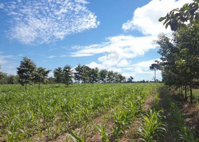 Campo com lavoura e floresta.