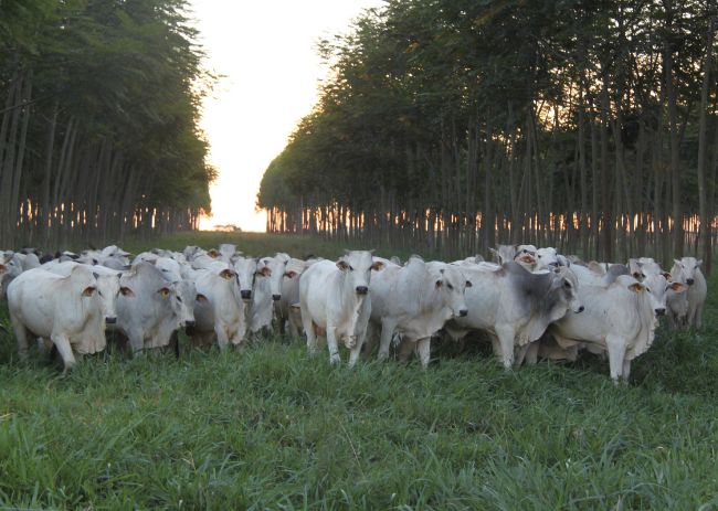 Integração Lavoura-Pecuária-Floresta (ILPF)