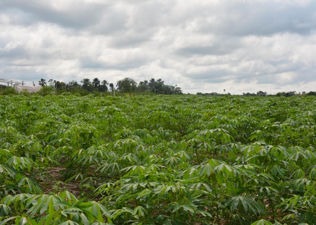 Recomendação da agricultura conservacionista e suas práticas para a região do Juruá (AC)