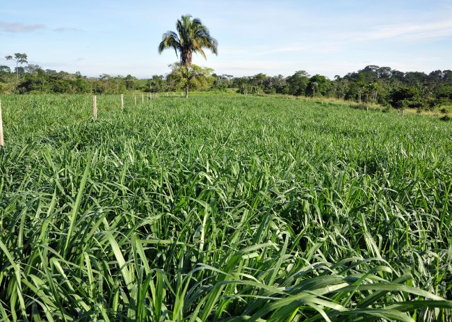 Consórcio de milho com Panicum maximum para manejo de plantas daninhas tolerantes ou resistentes ao glifosato