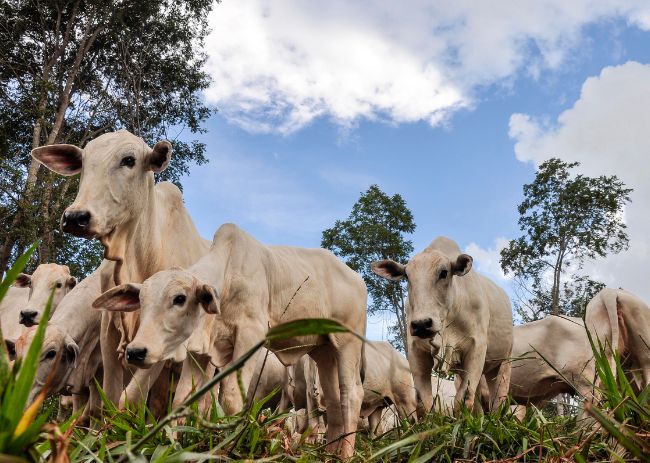 Sistema de produção de boi safrinha no Cerrado