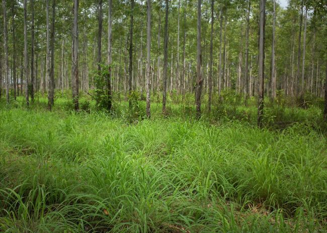 Recomendações preliminares para a formação de pastagens de capim Andropogon