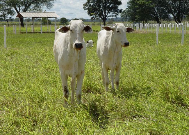 Sistema PPS (Precocidade, Produtividade e Sustentabilidade)