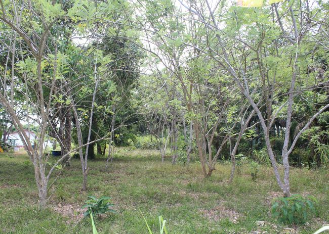 Construção de cercas de moirões vivos com gliricídia