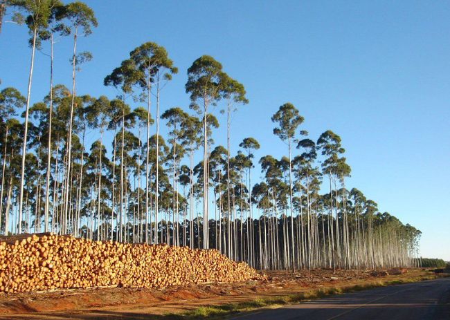 Madeira de Eucalipto.