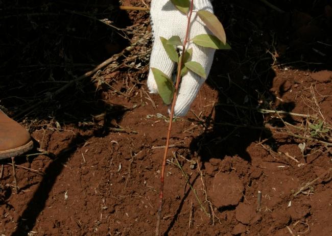 Plantio de eucalipto.