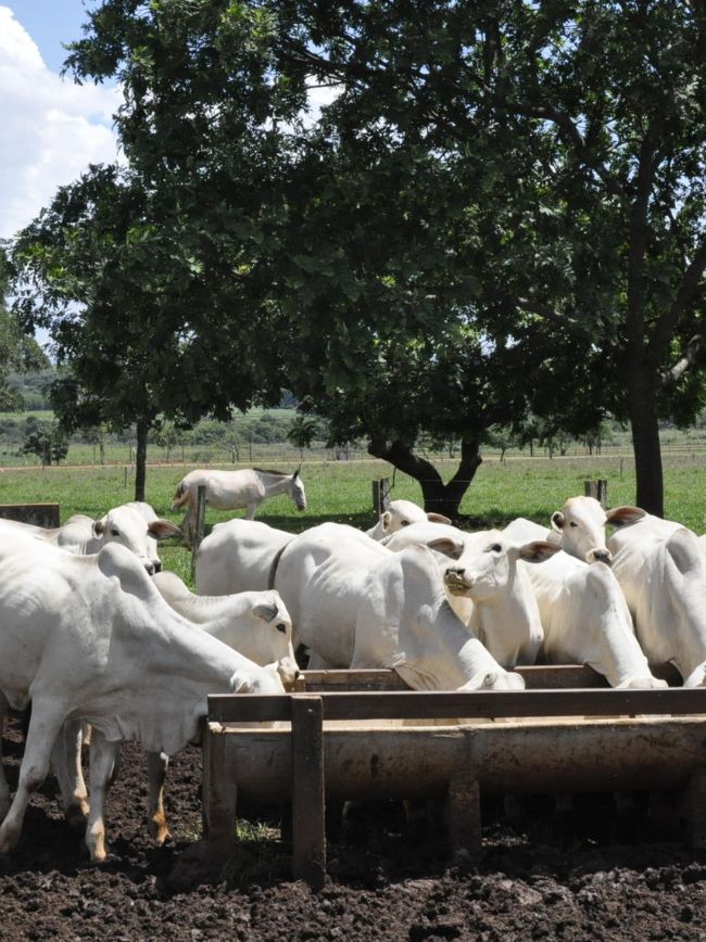 Animais juntos se alimentando.