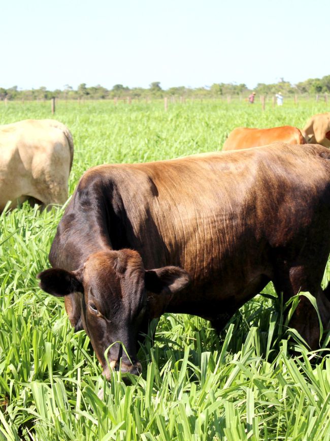 Animal no pasto se alimentando.