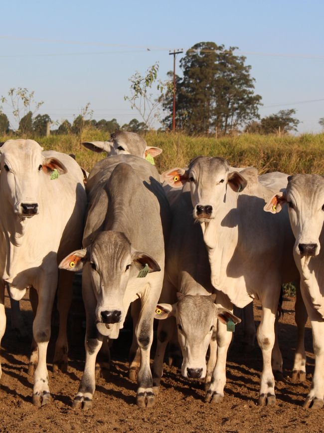 Bovinos em área de propriedade.