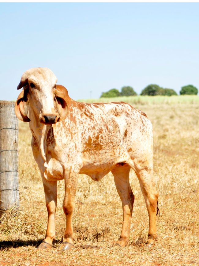 Animal parado em área de propriedade.