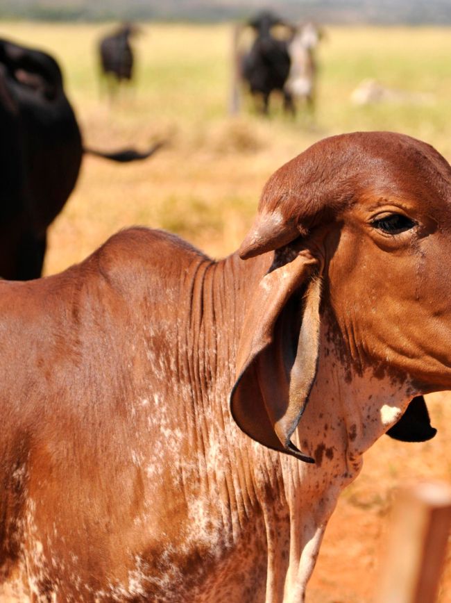 Animal da raça GIR.