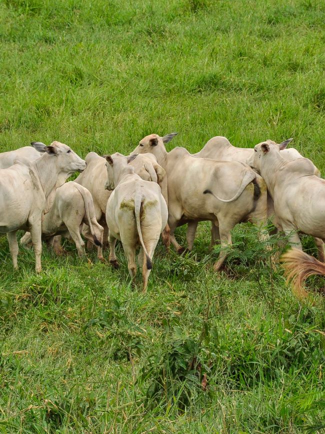 Rebanho bovino sendo manejado.