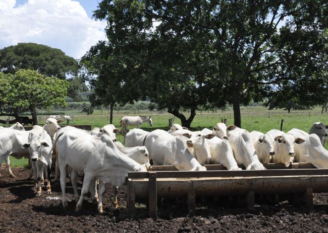 Animais se alimentando em propriedade.