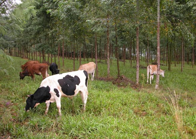 Animais aproveitam sombra gerada pelas árvores em sistema ILPF.