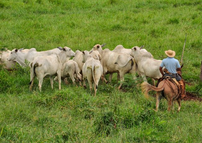 Vaqueiro manejando o gado.
