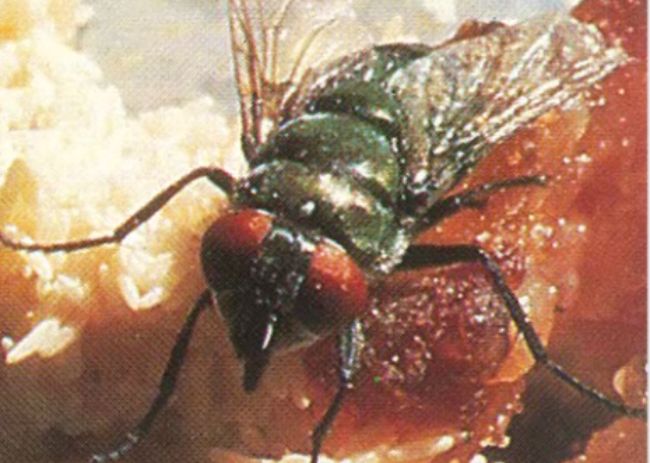 Mosca-dos-estábulos