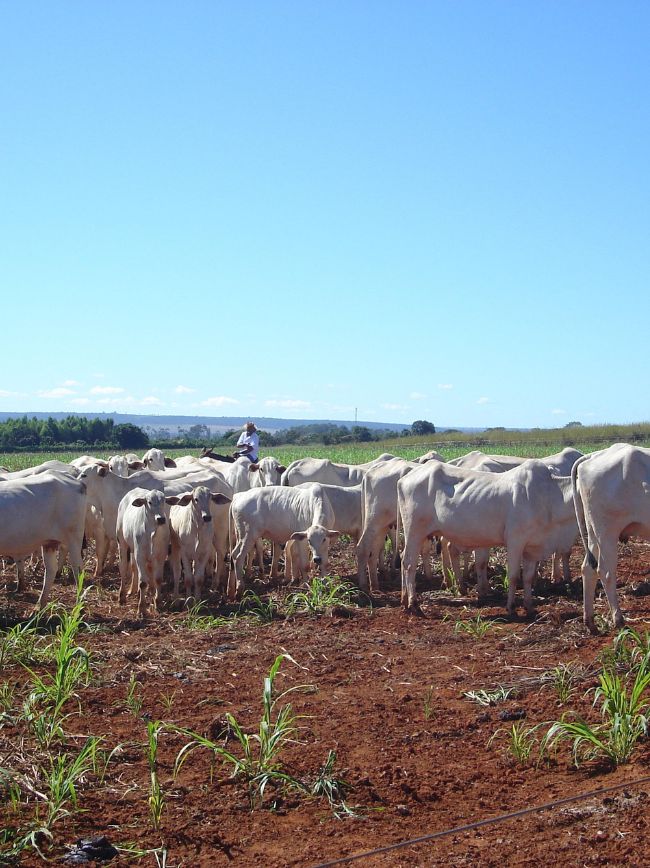 Gado no pasto.