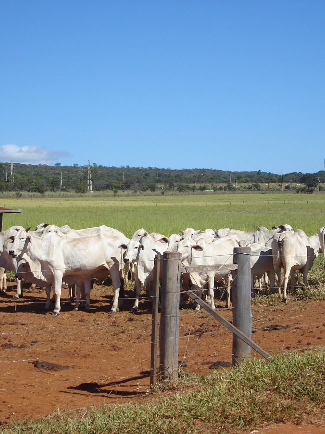 Animais em fazenda.