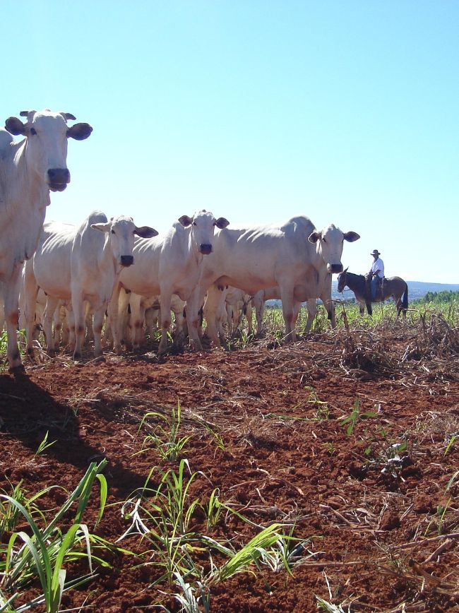 Animais em momento no pasto.