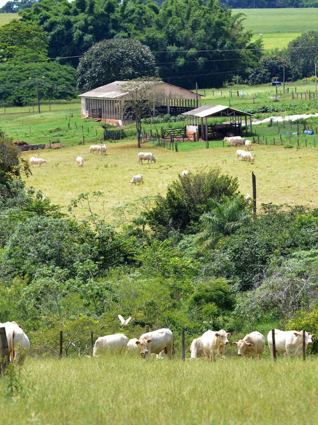 Animais tratados no pasto.
