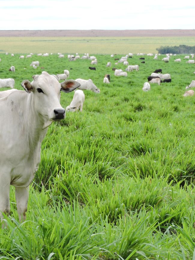 Animais em área de integração.