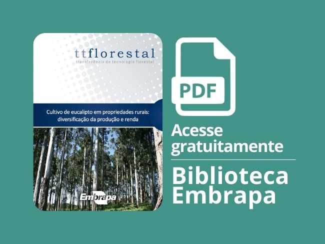 Cultivo de eucalipto em propriedades rurais