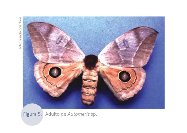 Lagartas desfolhadoras