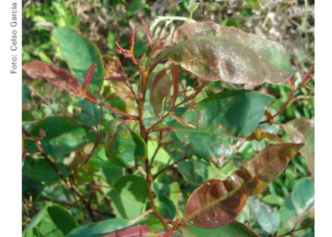 Ferrugem do eucalipto (Puccinia psidii)
