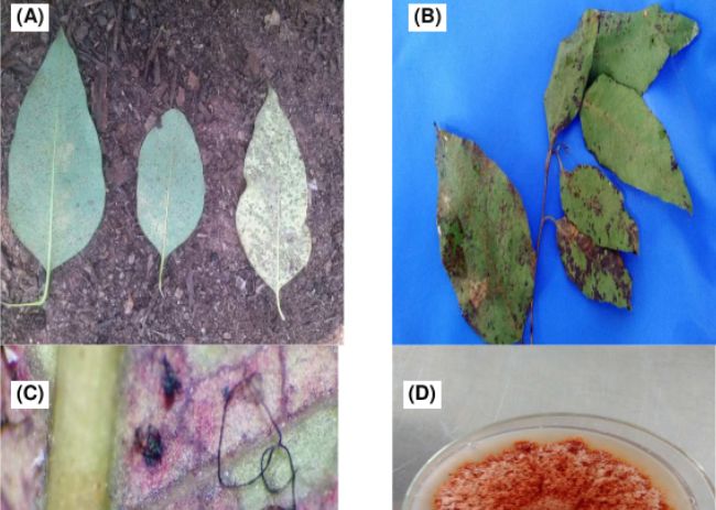 Mancha‑decylindrocladium