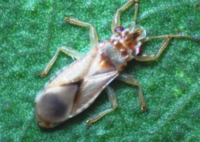 Percevejo‑bronzeado (Thaumastocoris peregrinus)
