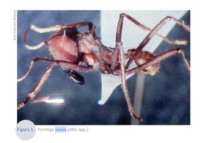 Formigas‑cortadeiras
