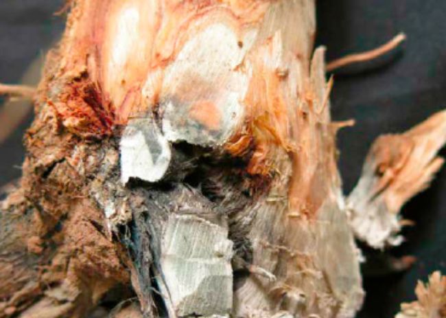 Hipoxia do sistema radicular