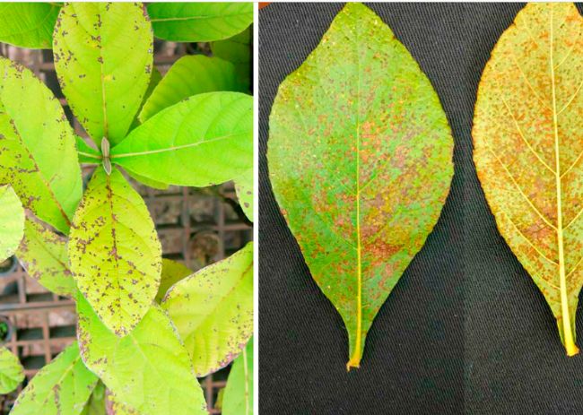 Mancha bacteriana