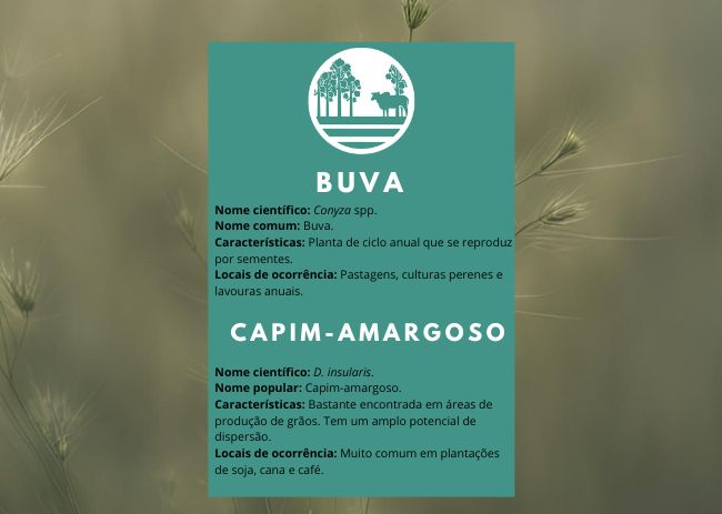 Buva