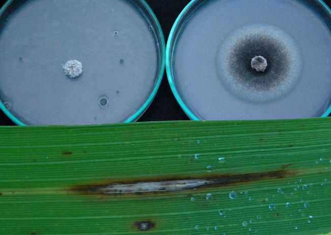 Manejo Integrado de pragas em arroz