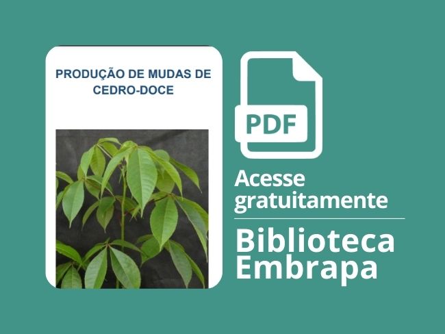 Produção de mudas de cedro-doce