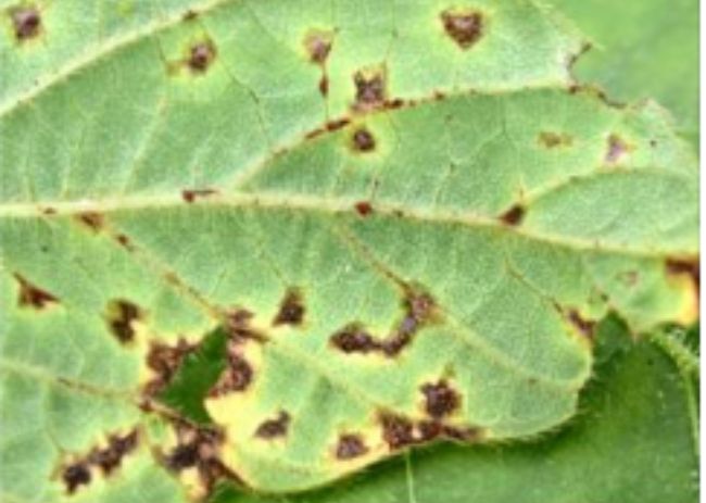 Crestamento bacteriano