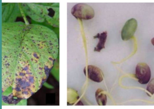Crestamento foliar de cercospora e mancha púrpura