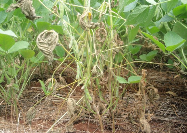 Mancha alvo e podridão radicular de corinéspora