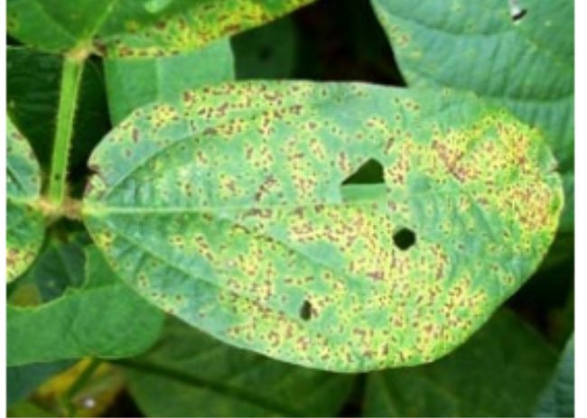 Pústula bacteriana