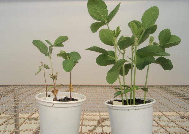 Podridão radicular de fitóftora