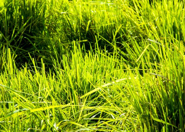 Panicum maximum - híbrido BRS Tamani