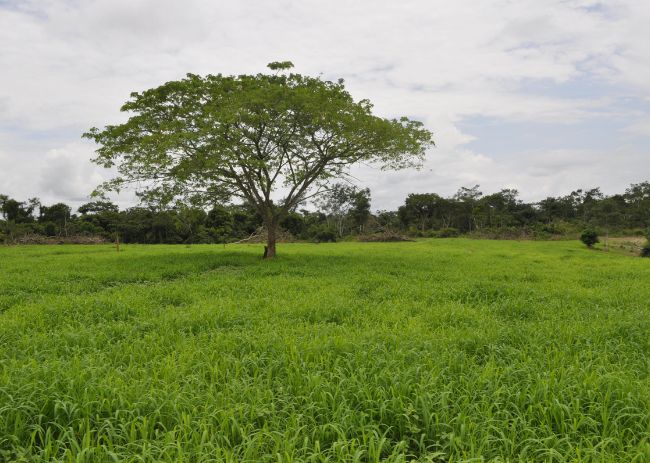 Panicum maximum - BRS Zuri