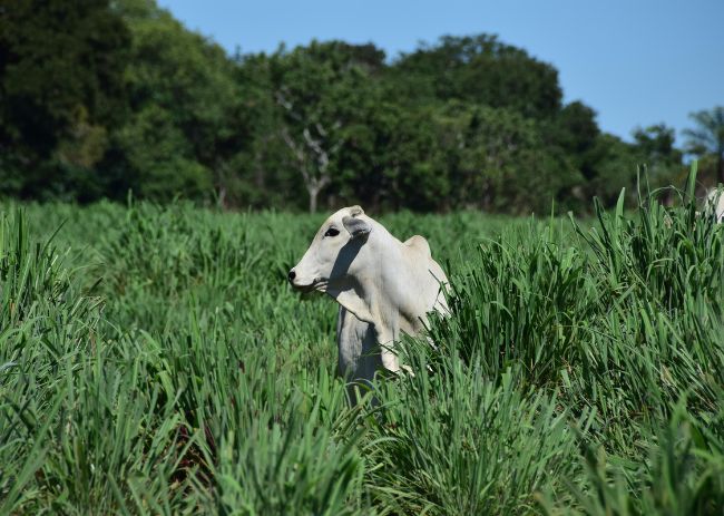 Cenários de cultivo para forrageiras baseados em mudanças climáticas