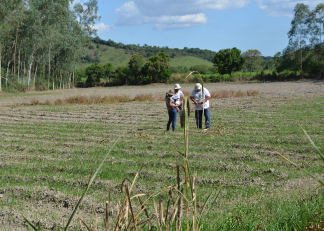 Monitoramento de sintomas visuais de deficiências nutricionais em grama do cerrado