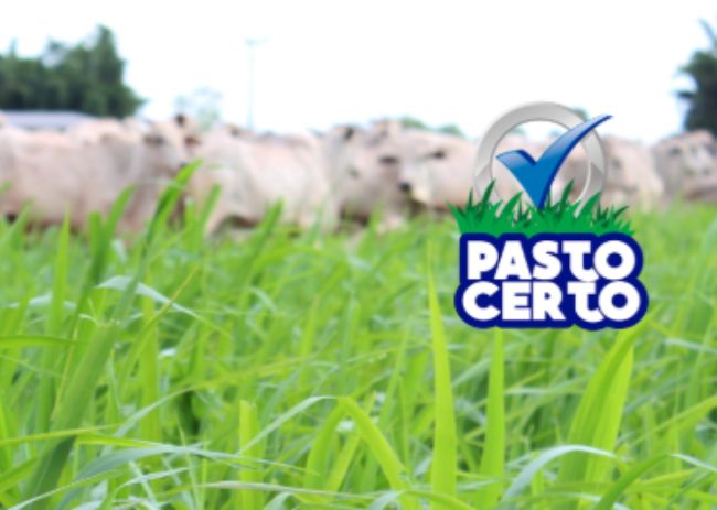 Pasto Certo.