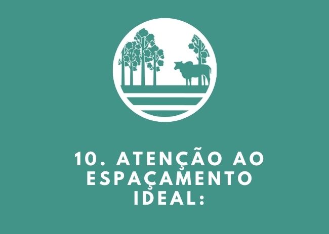 Esteja atento ao espaçamento ideal na área.